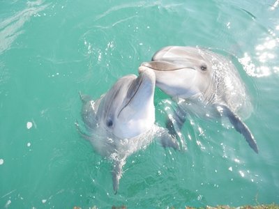 🐬 무로토 돌고래 센터(무로토도루휜센타) 이미지 2